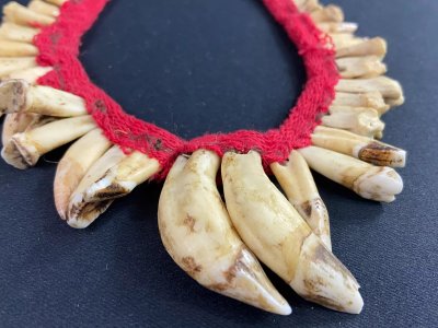 Brustschmuck mit Zahndekor Halskette Asmat Sepik Papua Neuguinea