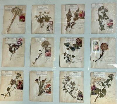 Botanical Panel, 20th Century