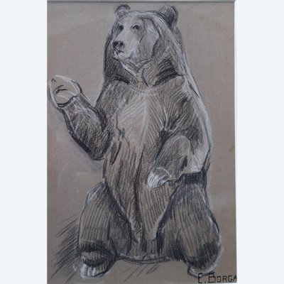 Eugène-antoine Borga (1885-1964), étude d'Ours