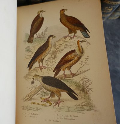 Buffon's Natural History, 26 volumes and colorized plates - fine leather binding - 1829