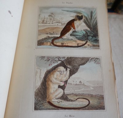 Buffon's Natural History, 26 volumes and colorized plates - fine leather binding - 1829