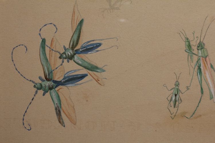 Studi umoristici raffiguranti insetti, disegno a guazzo firmato intorno al 1910