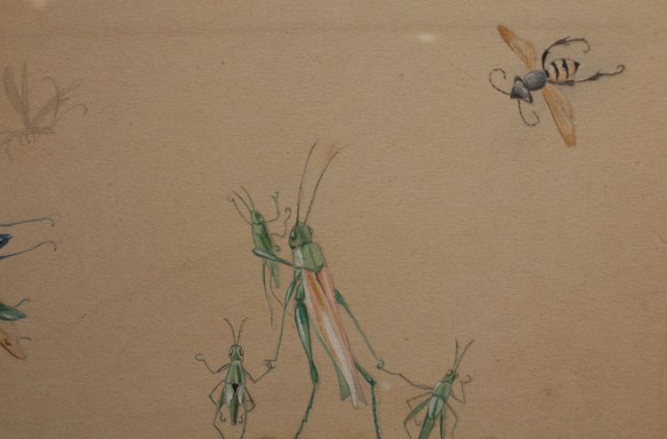 Études humoristiques représentant des insectes dessin gouaché signé vers 1910