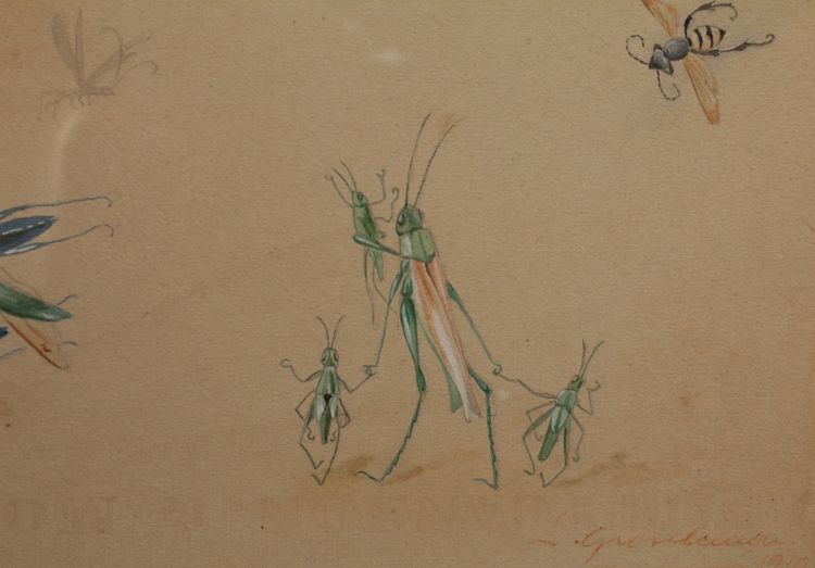 Études humoristiques représentant des insectes dessin gouaché signé vers 1910