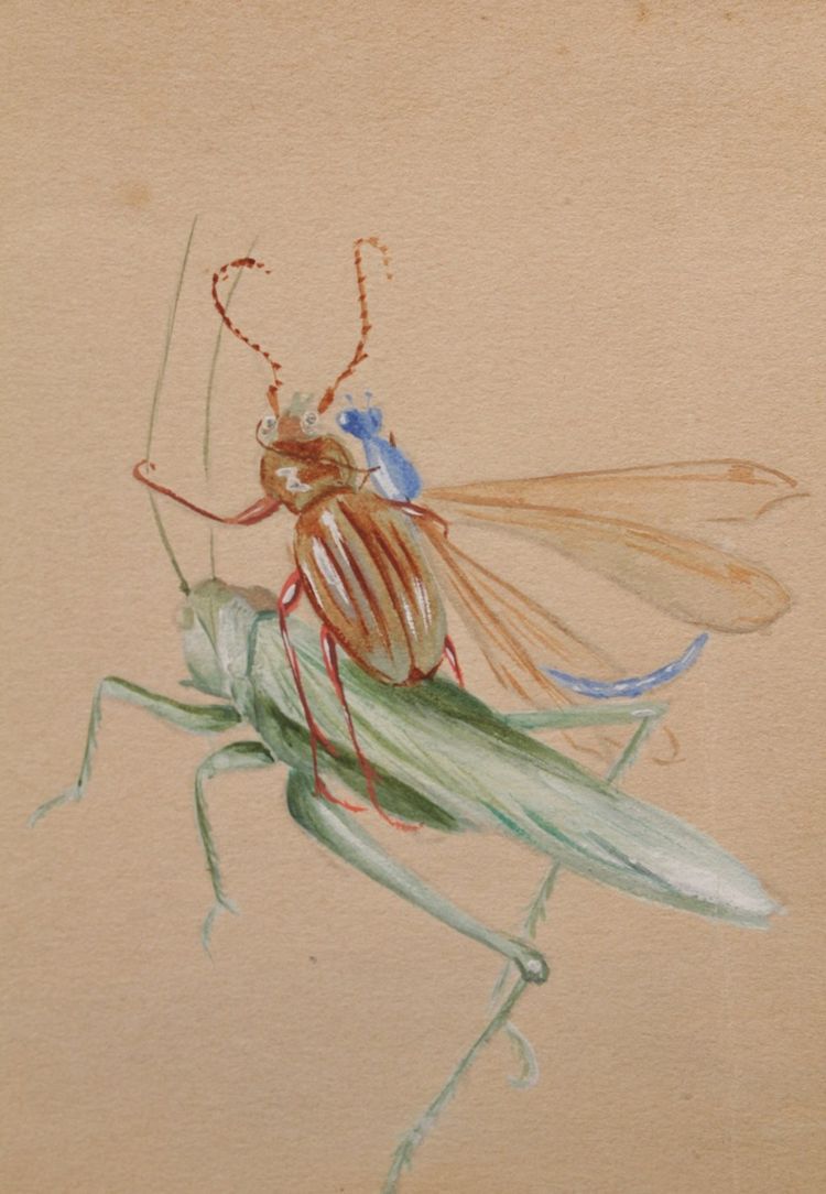 2 humorvolle Studien, die Insekten in Gouache darstellen, signiert zwischen 1910 und 1920