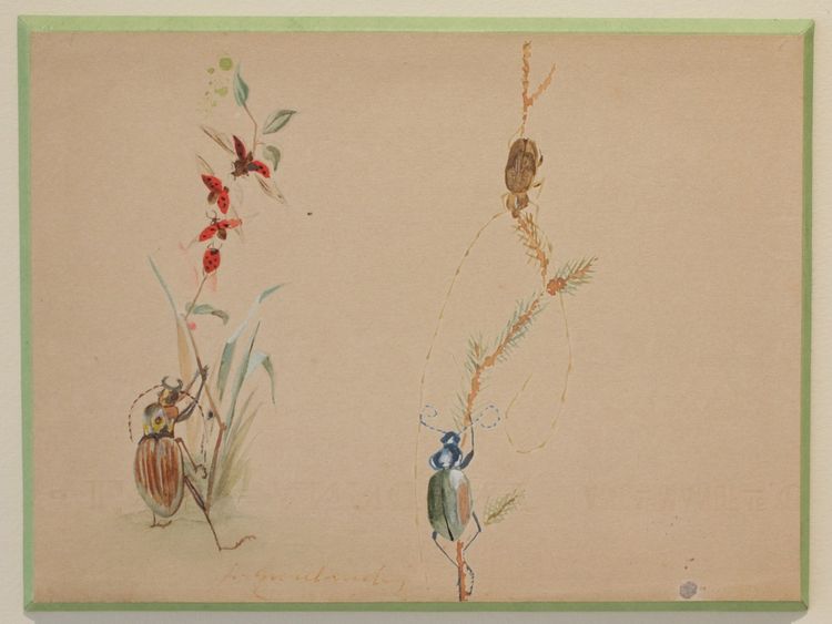 2 humorous studies representing insects in gouache signed between 1910 and 1920