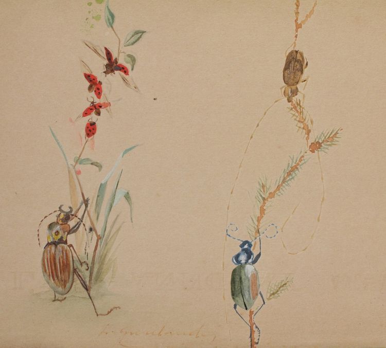 2 humorous studies representing insects in gouache signed between 1910 and 1920