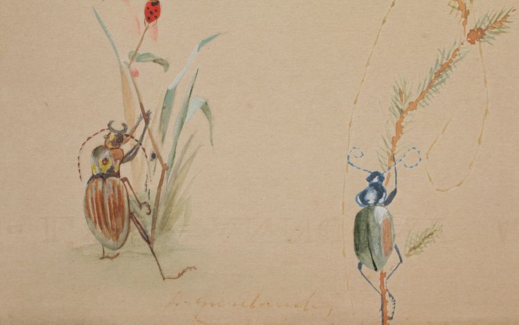 2 humorous studies representing insects in gouache signed between 1910 and 1920