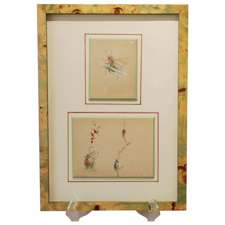 2 humorous studies representing insects in gouache signed between 1910 and 1920