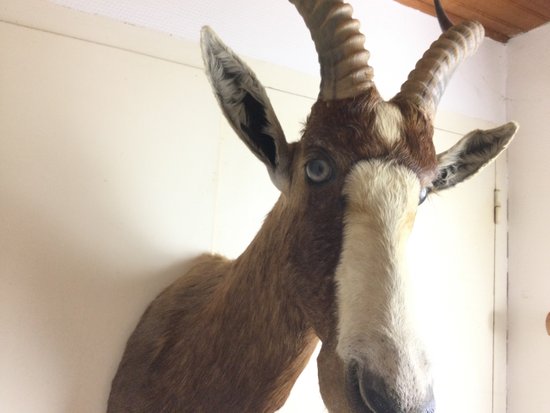 Blesbok oder White-fronted Damalisque