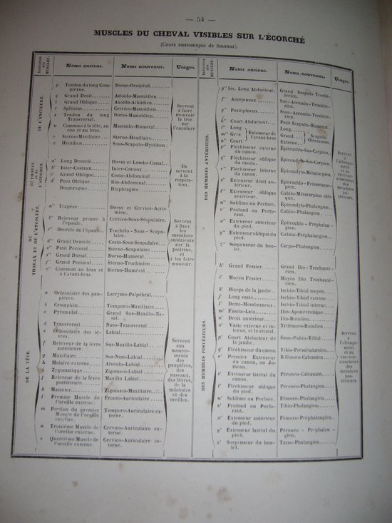 On horseback riding and stud farms by Count Savary de Lancosmes- Breves 1843