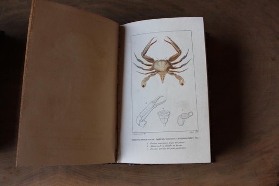 Dictionnaire Classique d'Histoire Naturelle De 1822