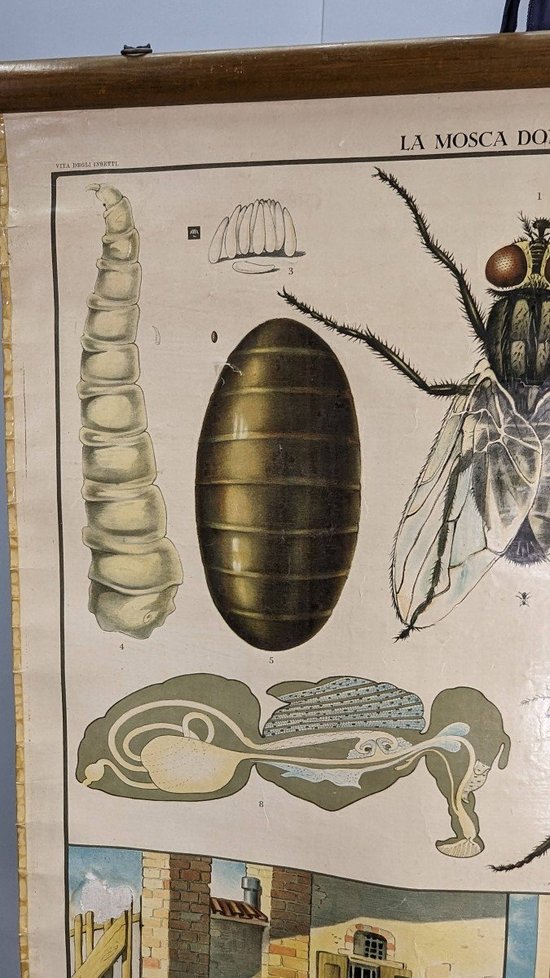 Vecchio manifesto entomologico di Chromolithography