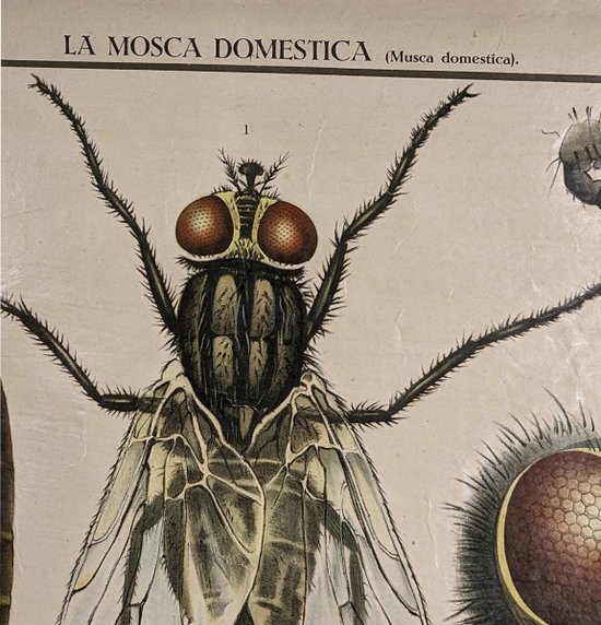 Vecchio manifesto entomologico di Chromolithography