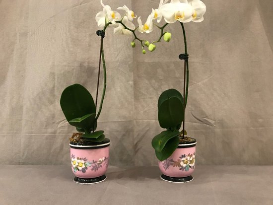 Pair Of 19th Century Porcelain Mini Planters