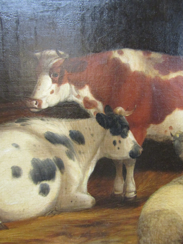 Table Cows