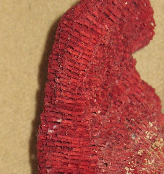 Grande corallo rosso Tubipora montato su una base di legno mobile di curiosità