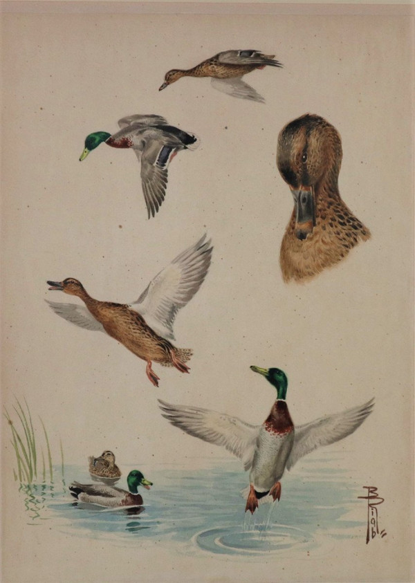 Riab Boris, Study Of Mallard Ducks, Signed Watercolor