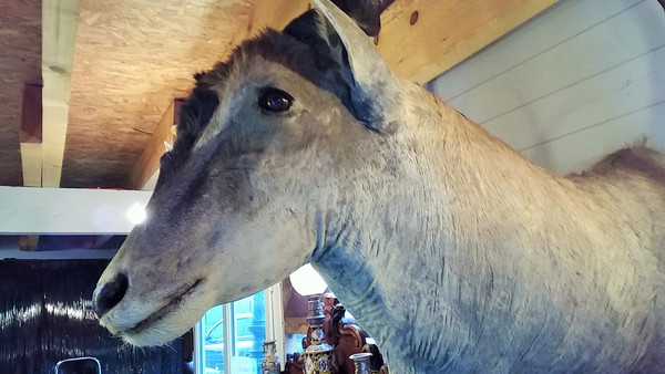 Taxidermie Cabinet de curiosité Trophée de chasse africaine buste d'élan du Cap 