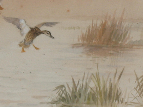 Watercolor signed by Roland Green ducks in the marshes, 20th century