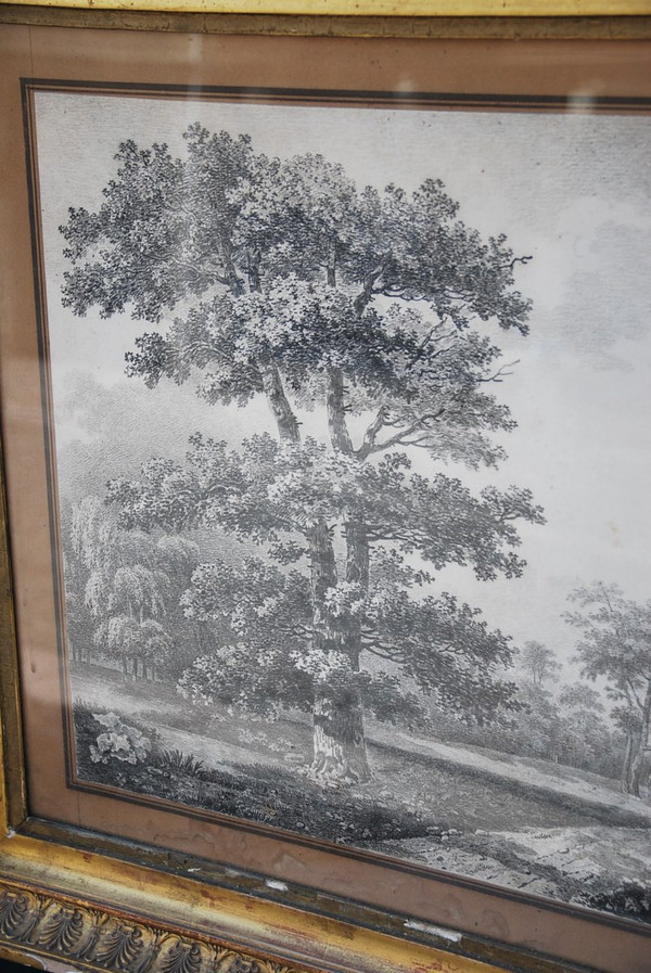 Large Drawing Landscape And Trees Signed By Wartel, 19th Century Empire Period