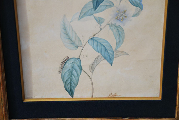 Redouté Pierre Joseph  , Paire Aquarelles De Fleurs Du XVIIIe siècle