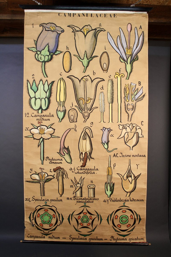 Poster Botanical chart Campanulaceae