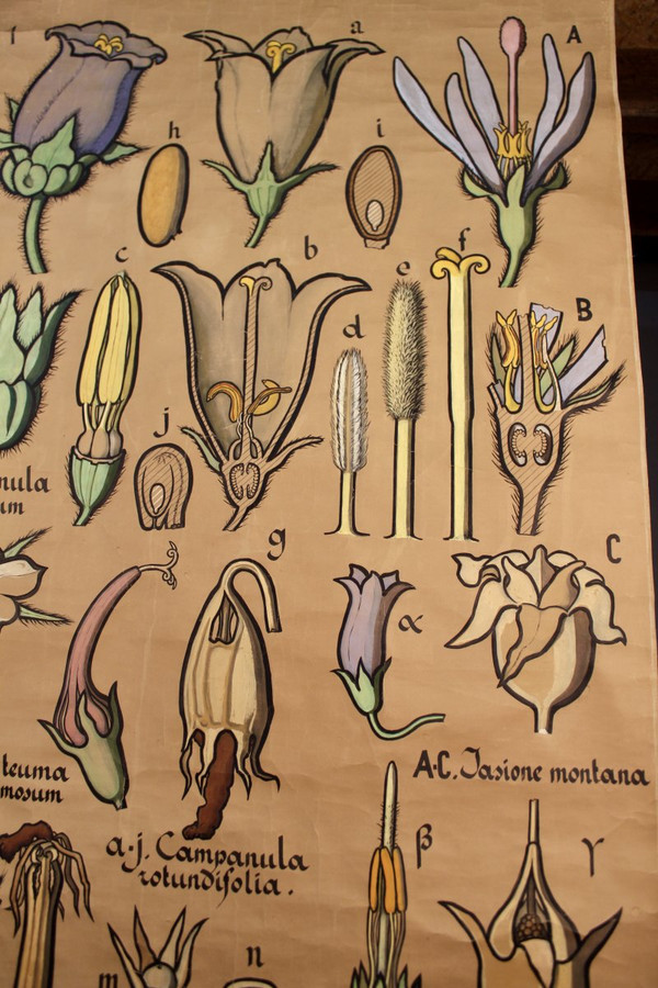 Poster Botanical chart Campanulaceae