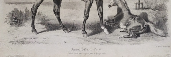 Horse Lithograph By Gengembre Old Print