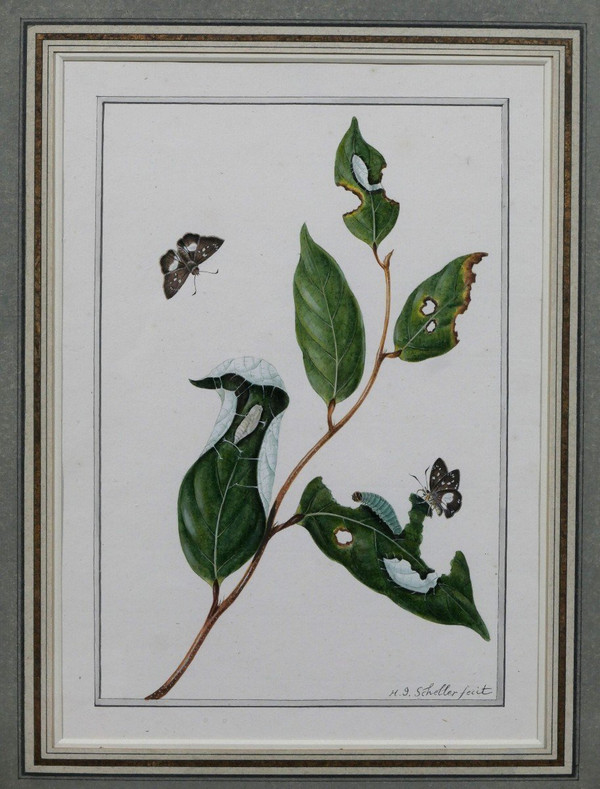 H. J. SCHELLER 18th-19th century Studies on butterflies, drawing, 1794