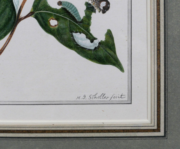 H. J. SCHELLER 18th-19th century Studies on butterflies, drawing, 1794