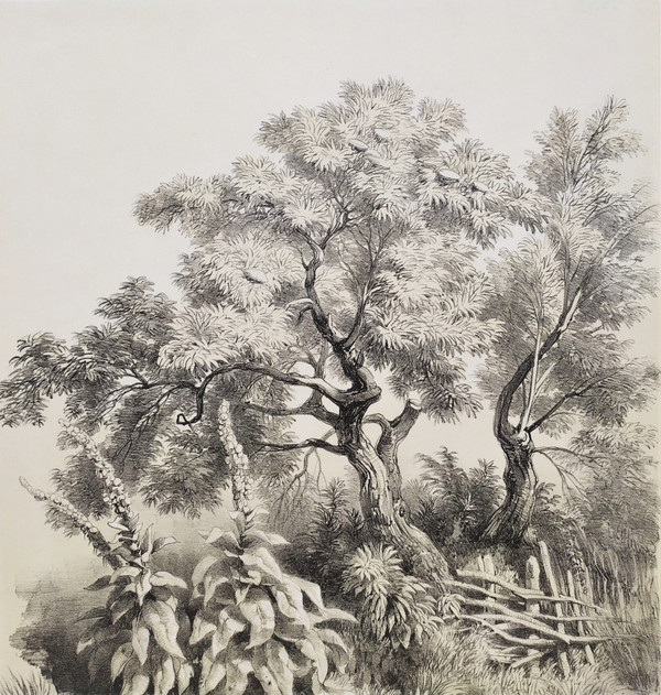 Study Of Trees After Hubert 19th Century Lithograph Old Print