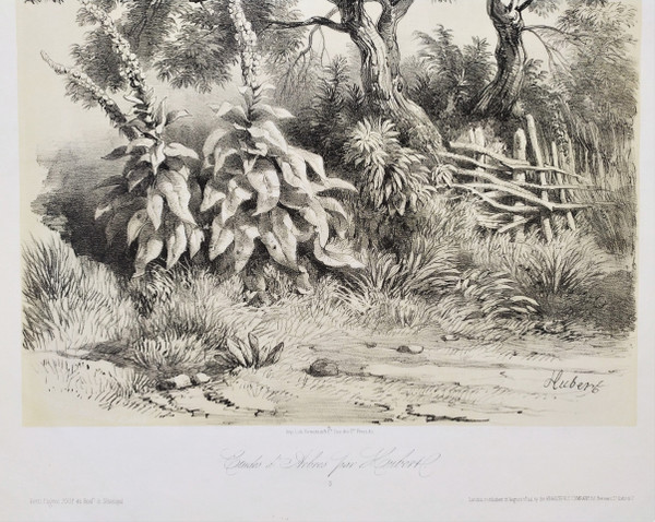 Study Of Trees After Hubert 19th Century Lithograph Old Print