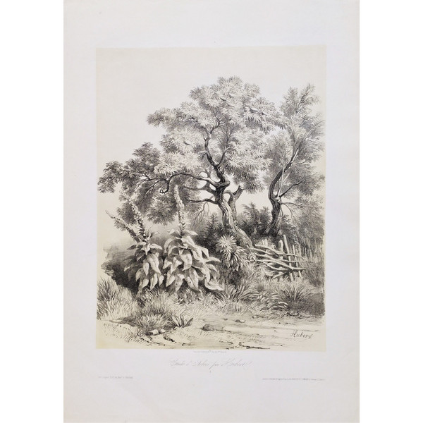 Study Of Trees After Hubert 19th Century Lithograph Old Print