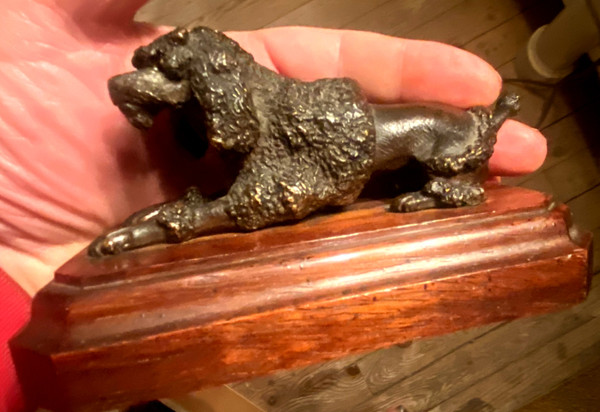 Royal poodle in patinated bronze on a precious wood base with lioness hairstyle Sulfide eyes 19th century