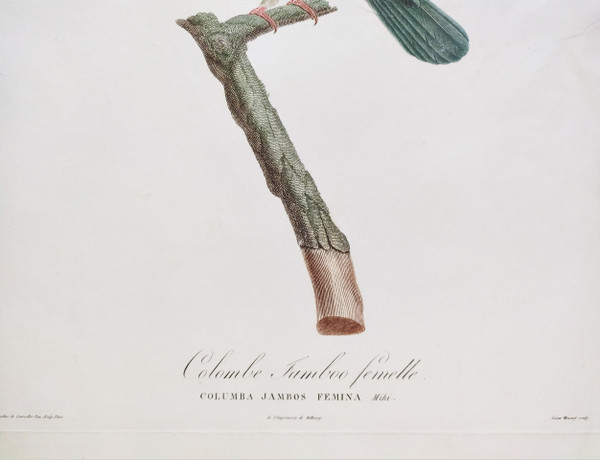 Colombe Jamboo Gravure Aquarellée XIXème