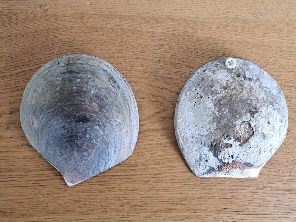 Paar Perlmuttmuscheln, Fischerpaar, Souvenir von Arcachon. Frühes 20. Jahrhundert.