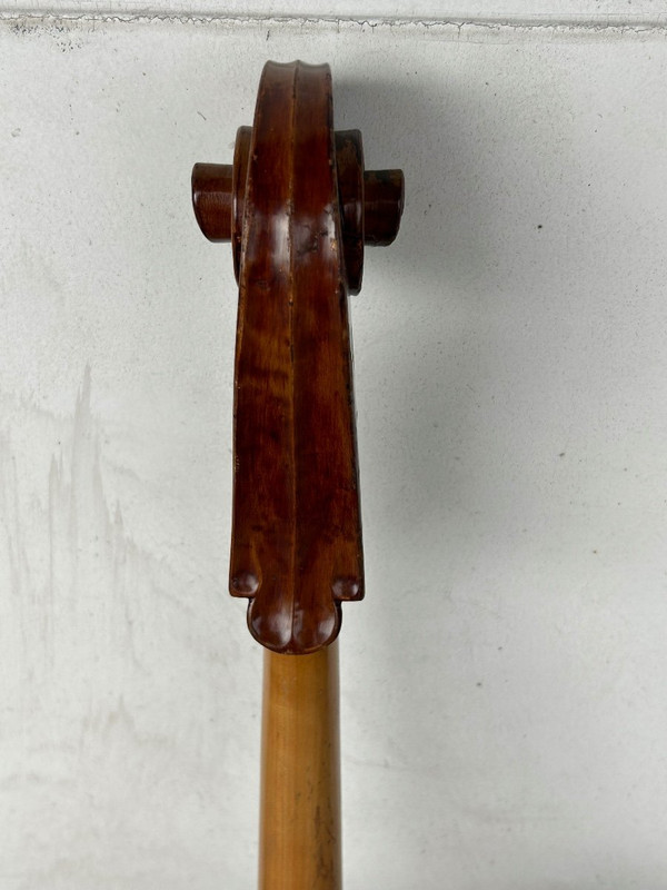 Violoncello Old Companion - Violino - H 113 Cm