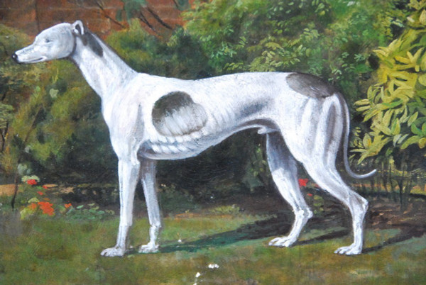 Lévrier Whippet , école Anglaise XIXe siècle