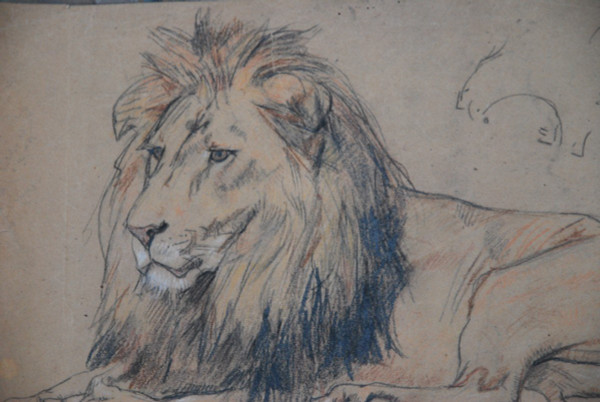 Lion , Drawing by Gustave Surand