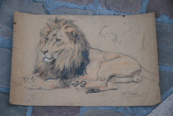 Lion , Drawing by Gustave Surand