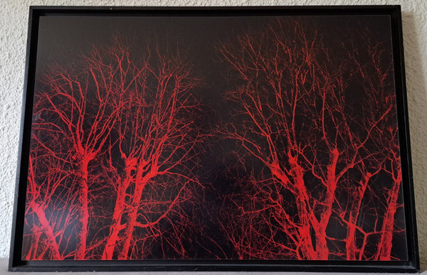 Eric Neveu, „Rotes Holz“, Fotografie, 20. Jahrhundert.