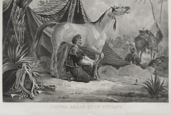 Arabian Horse Being Hindered Orientalist Engraving After Vernet Etching Old Print