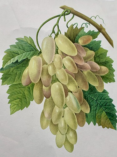 Pierre Joseph Redouté (d'après) Estampe Raisin Cornichon blanc