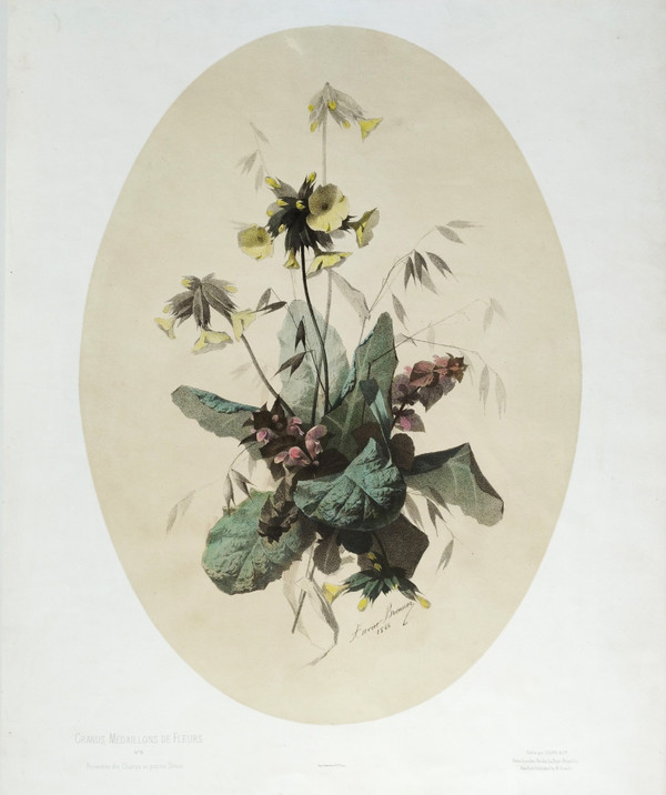 Stillleben-Feldblumen, aquarellierte botanische Lithographie von Xavier Bronner