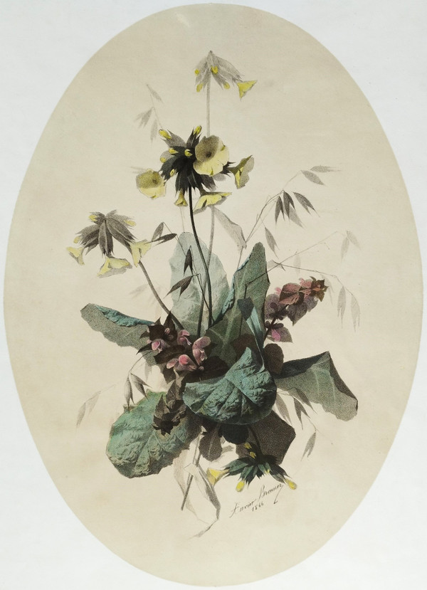 Stillleben-Feldblumen, aquarellierte botanische Lithographie von Xavier Bronner