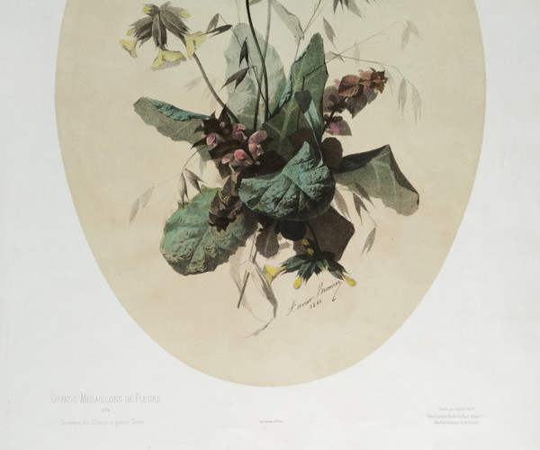 Stillleben-Feldblumen, aquarellierte botanische Lithographie von Xavier Bronner