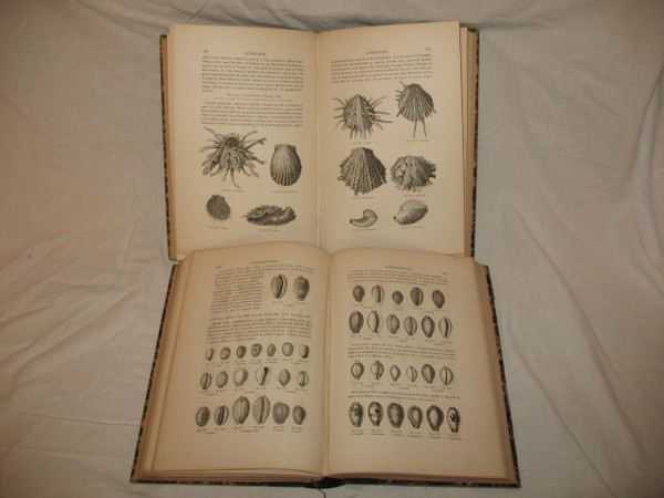 Conchology manual by J.C. Chenu in 2 complete volumes from 1859 with shell plates