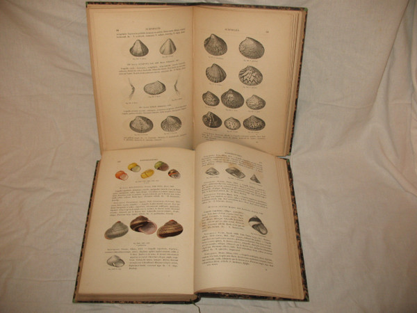 Conchology manual by J.C. Chenu in 2 complete volumes from 1859 with shell plates