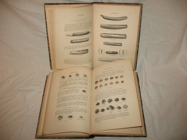 Conchology manual by J.C. Chenu in 2 complete volumes from 1859 with shell plates